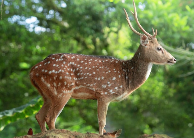 公園で斑点を付けられた鹿