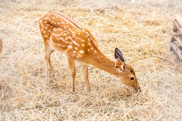 動物園で斑点を付けられたシカ