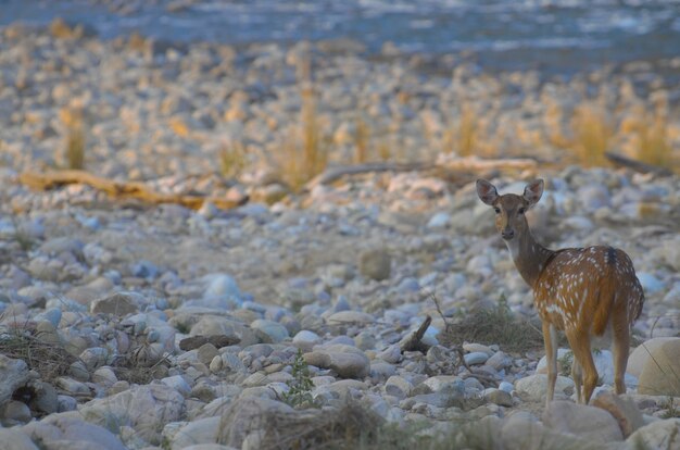 Photo spotted deer