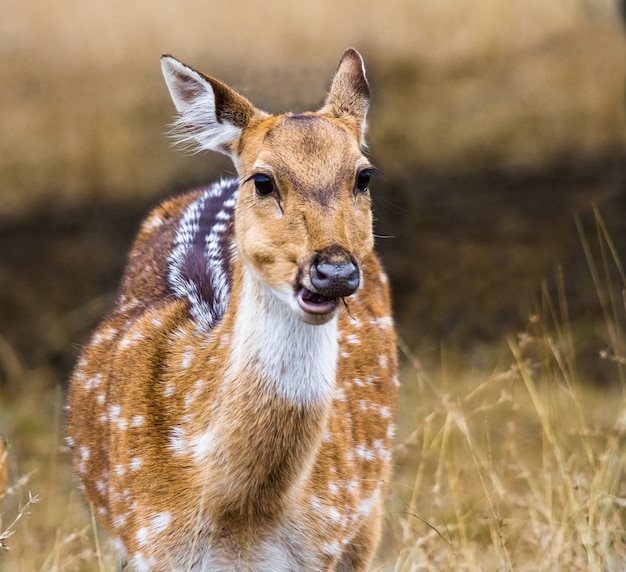 Spotted deer