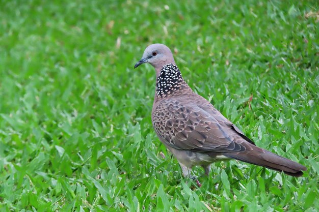 Spotted Dove Brown overall with a rosy breast and a unique whitespotted black nape patch