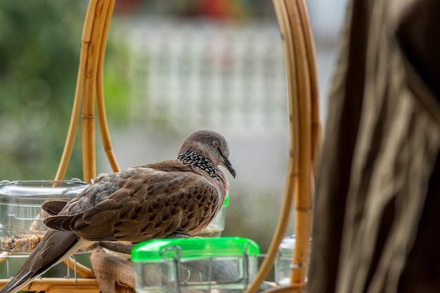 写真 カノコバトまたはspilopeliachinensisまたは緑地にパールネック