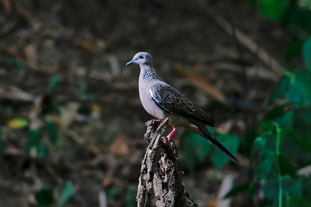 斑点を付けられた鳩Spilopelia chinensisタイの美しい鳥