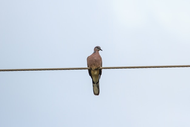 発見された鳩