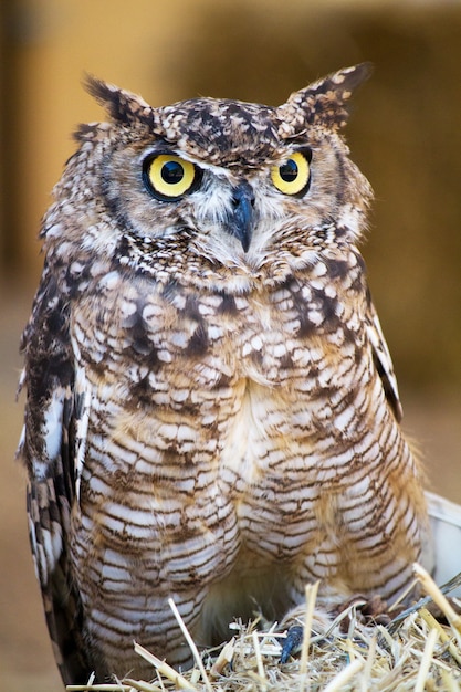 Spotted Eagle-owl (Bubo africanus)