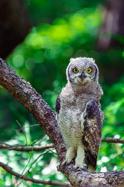 南アフリカのケープタウンで木の枝に座っている斑点を付けられたワシフクロウ