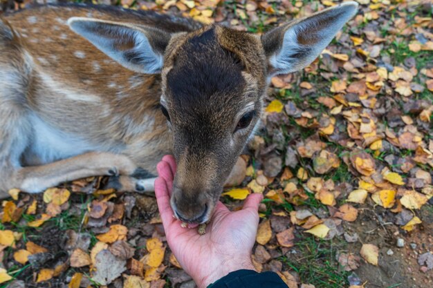 Foto spotted fawn eet van de hand van de mens.