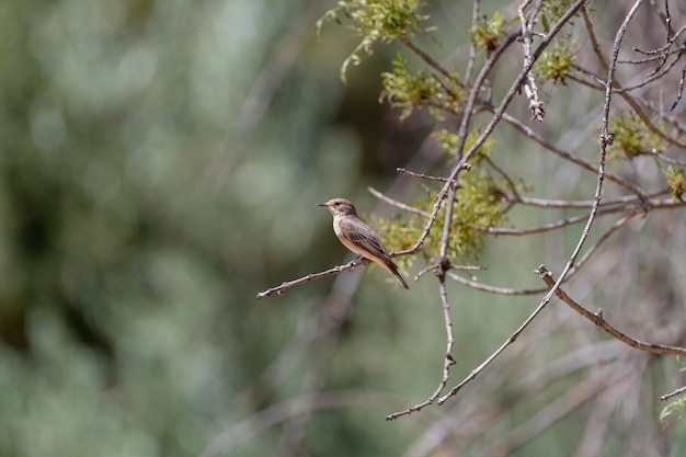 Пятнистая мухоловка Muscicapa striata Cordoba Испания