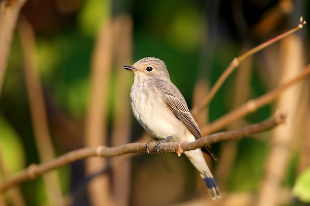 Spotted flycatcher (Muscicapa striata) shot very close-up in soft morning light.