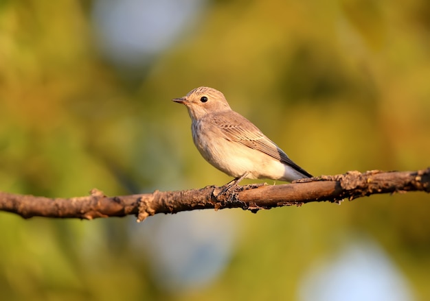 Spotted flycatcher (muscicapa striata) shot very close-up in soft morning light