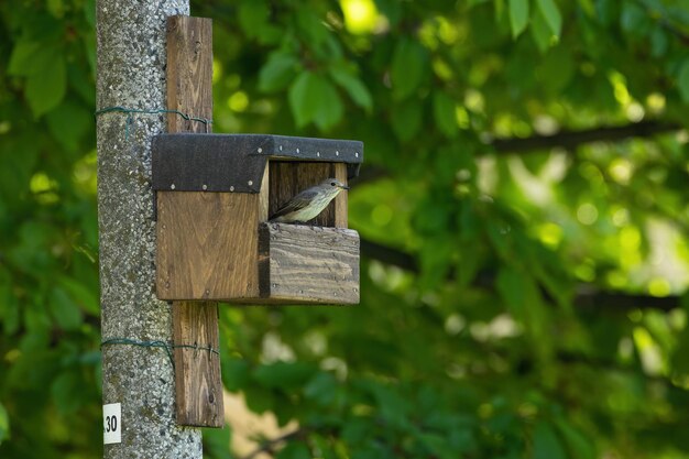 Spotted flycatcher sitting in an birdbox attached to a pole in a city