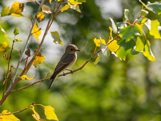 Photo spotted flycatcher sitting on a tree branch smudged greenery in the backgroundwildlife photo