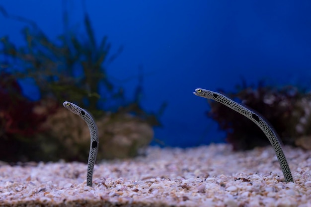 Spotted garden eel Heteroconger hassi aquatic