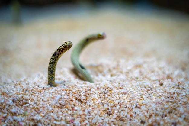 Photo spotted garden eel