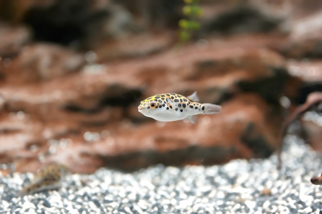 Spotted green pufferfish Dichotomyctere nigroviridis