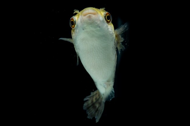 Pesce palla verde macchiato isolato sul nero