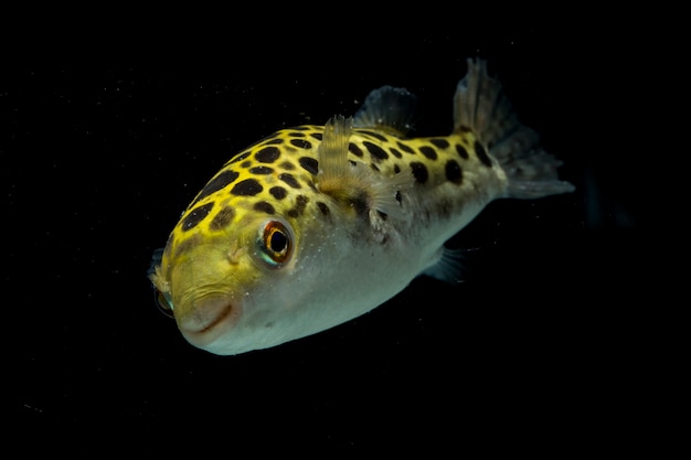 Foto pesce palla verde macchiato isolato sul nero