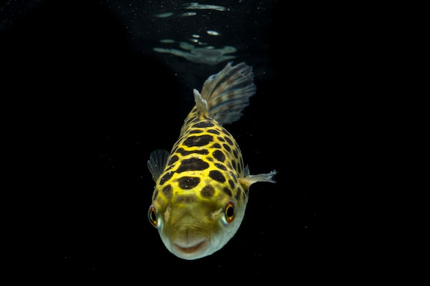 Pesce palla verde macchiato isolato sul nero