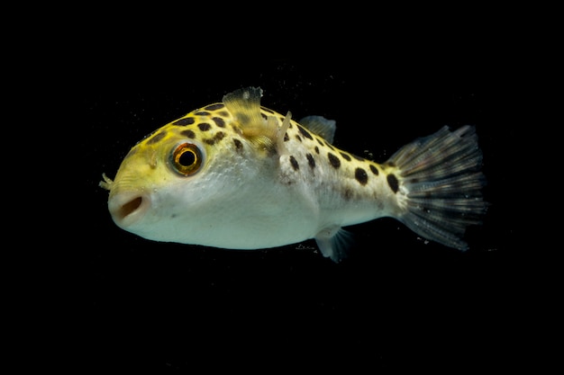 Spotted green pufferfish isolated on black