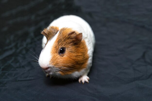 Spotted a Guinea pig with spots of white and red colors