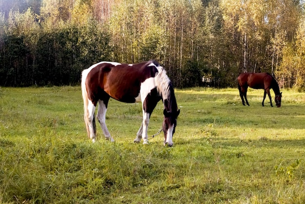 Spotted horse grazes in a green meadow