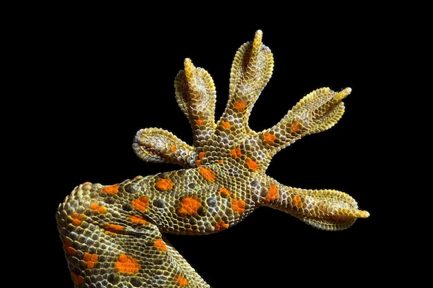 Foto piedi di geco macchiato che si attaccano al vetro