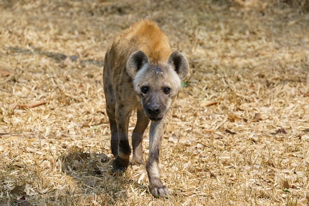 Spotted hyena or laughing hyena walking