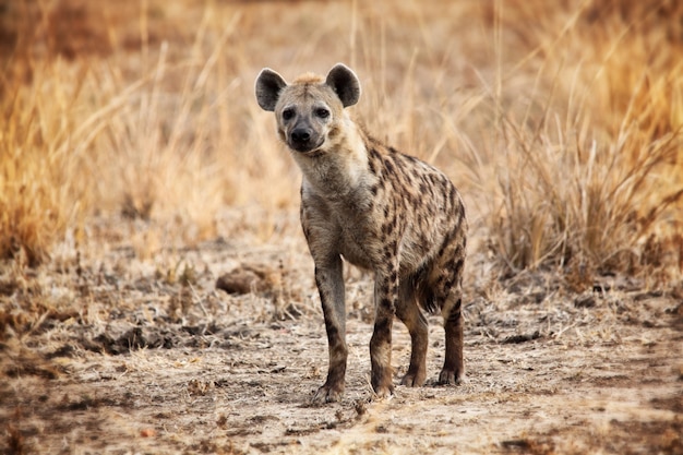 Spotted hyena look at the camera