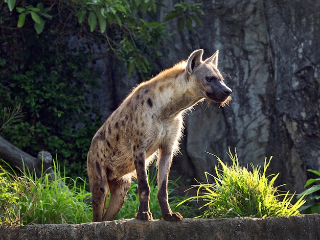 Spotted hyena standing amidst nature.