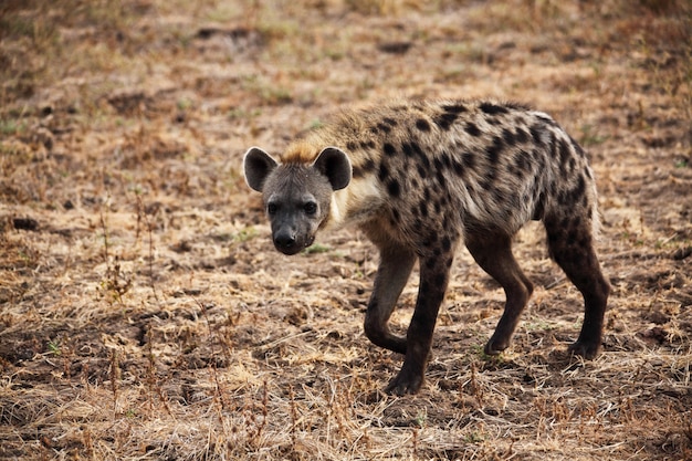 Spotted hyena walking in savana
