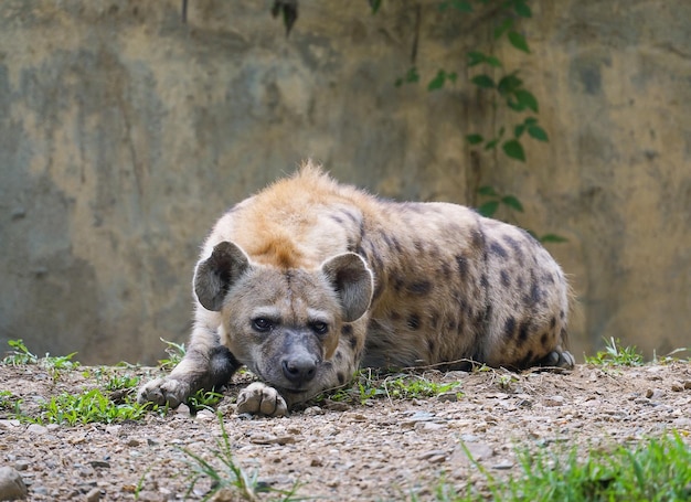 Spotted hyena at zoo