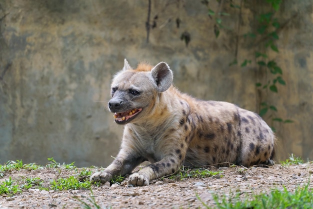 Spotted hyena at zoo