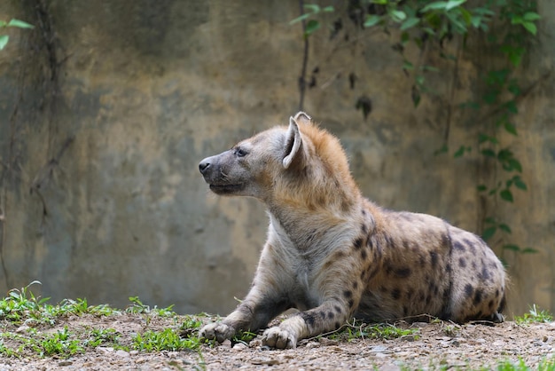 動物園でブチハイエナ