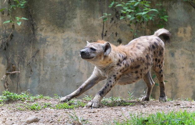 Spotted hyena at zoo