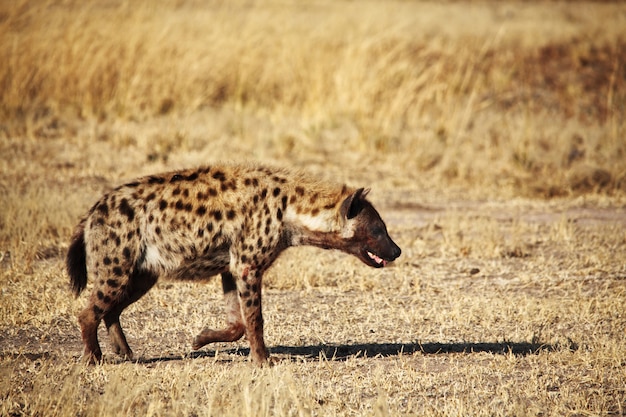 Spotted hyena