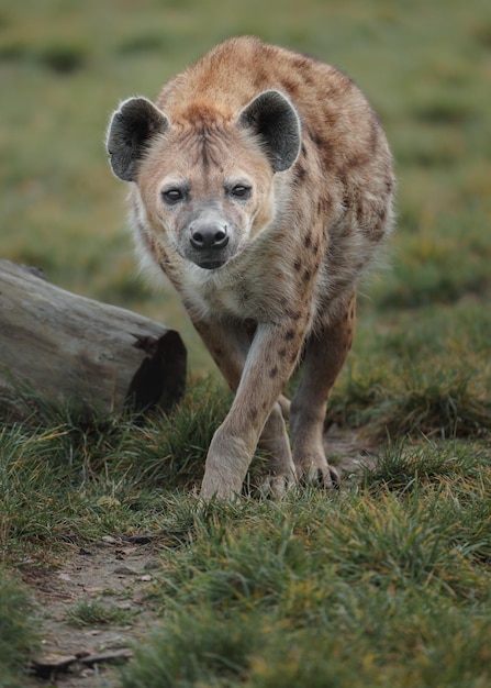 Spotted hyena