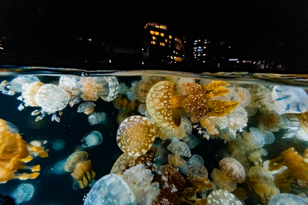 Photo spotted jellyfish