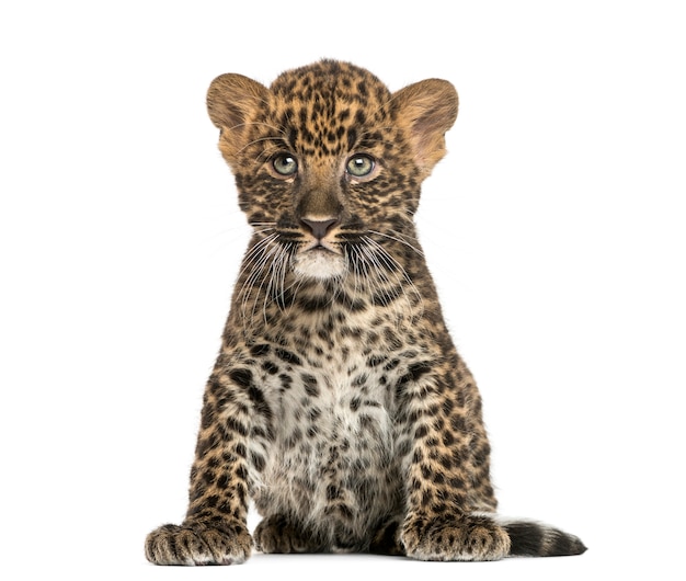 Spotted Leopard cub sitting