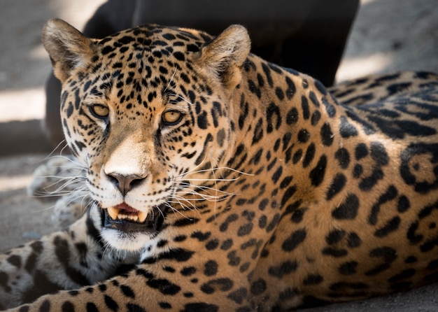Фото Пятнистый портрет леопарда