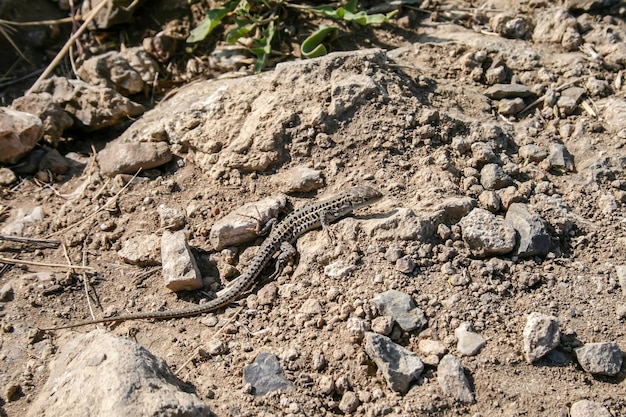 Spotted lizard crawling on rocky ground