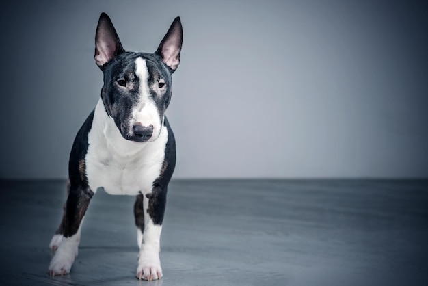 Spotted Mini Bull Terrier standing on a gray background