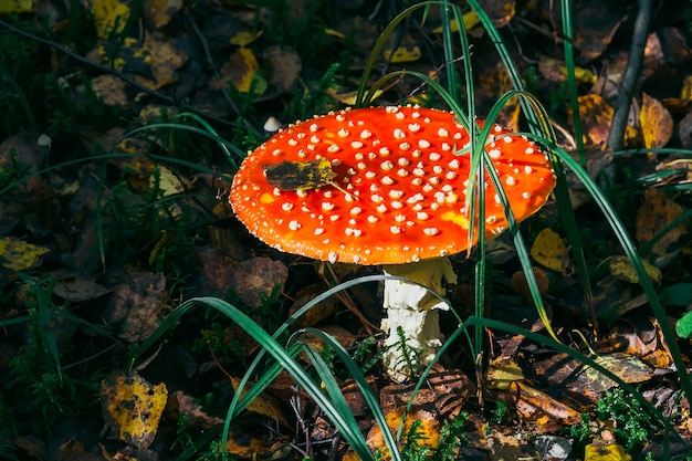 Spotted mushroom on the ground