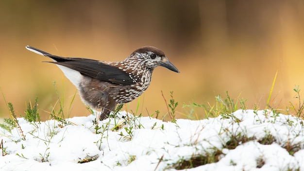 Spotted nutcracker looking for food on gorund in winter