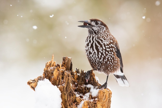 Schiaccianoci maculato seduto sul vecchio albero in inverno