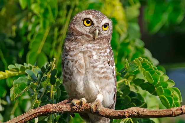 더럽혀진 owlet Athene brama 태국의 아름다운 새들