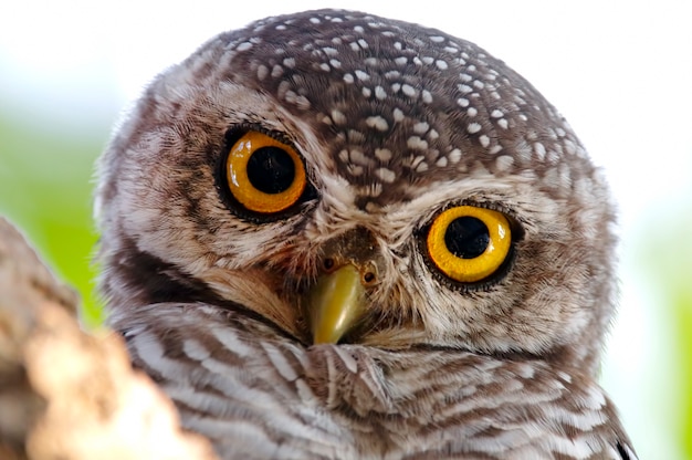 Spotted owlet Athene brama Beautiful Birds of Thailand