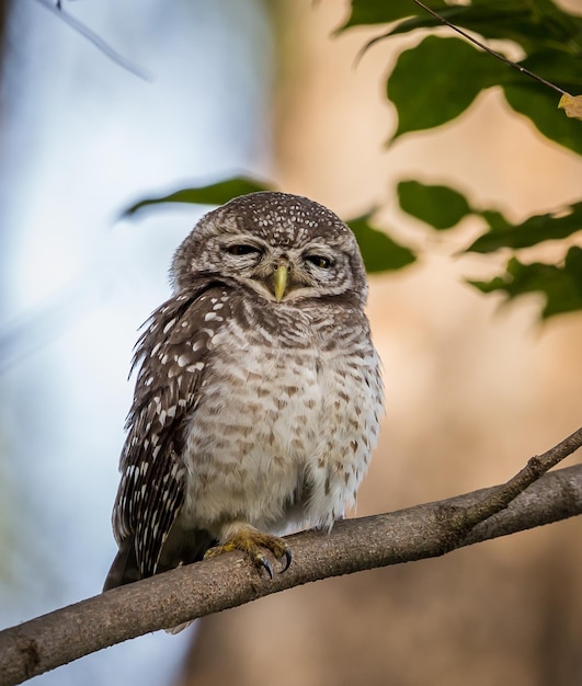 Spotted owlet Athene brama On the branches of trees