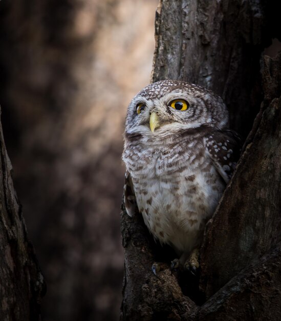 Spotted owlet Athene brama In the hole on the tree