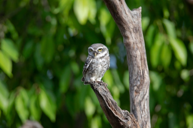 Spotted owlet perched on a tree branch