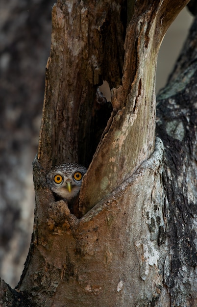 Civetta maculata nella cavità di legno